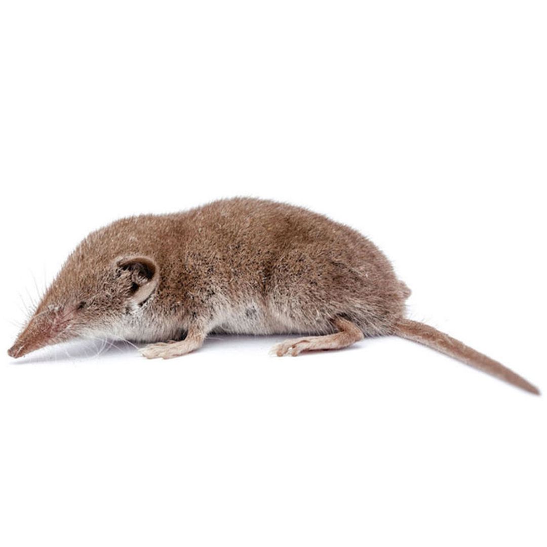 de Muizenman | de spitsmuis is eigenlijk geen echte muis